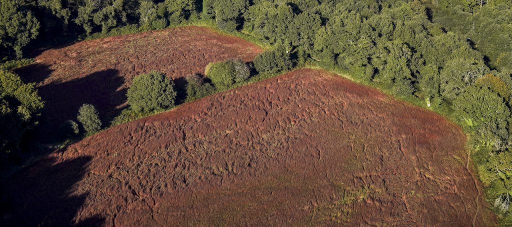 Drone agriculture degat gibier